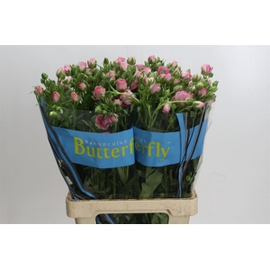 Ranunculus Butterfly Hera