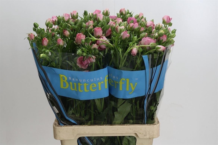 <h4>Ranunculus Butterfly Hera</h4>