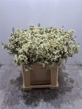 <h4>Chame Ivory Pearl</h4>