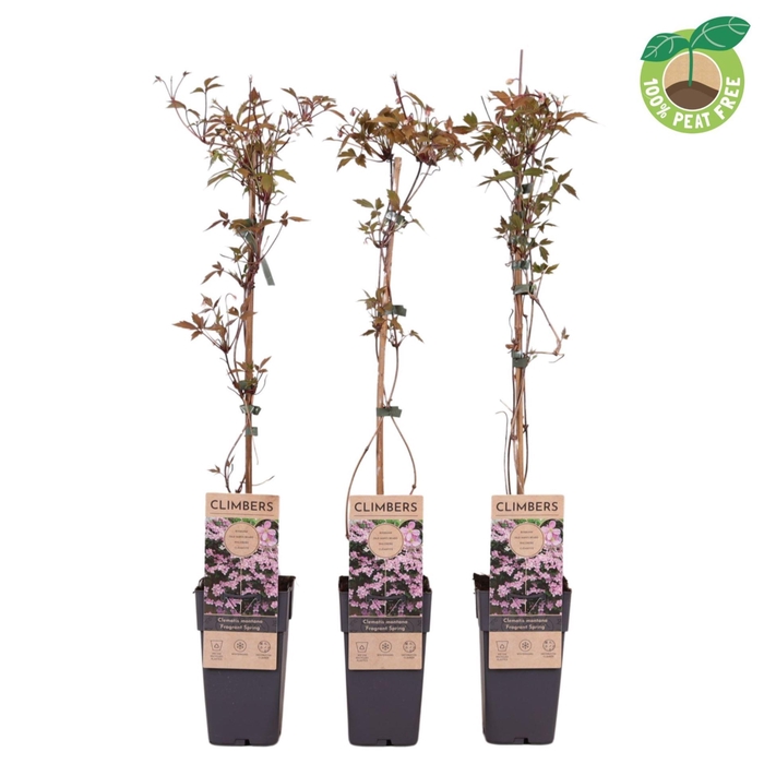 Clematis Fragrant Spri