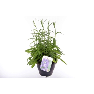 Campanula persicifolia Takion Blue