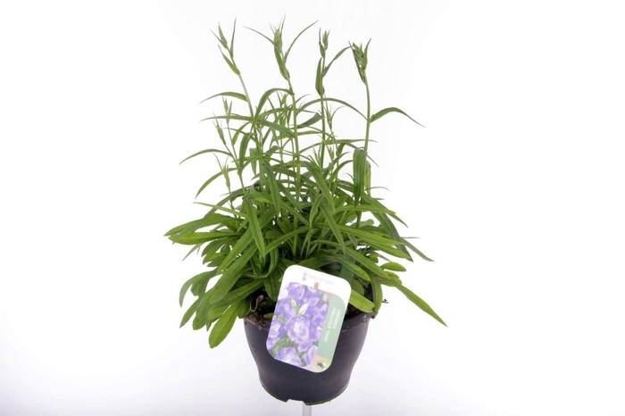<h4>Campanula persicifolia Takion Blue</h4>