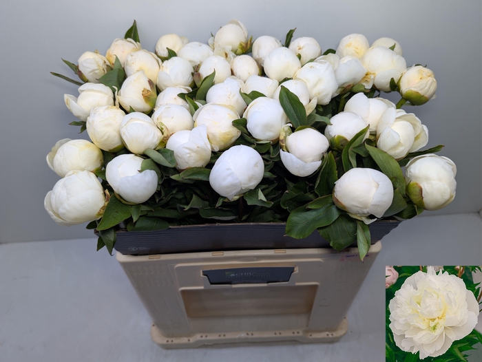 <h4>PAEO L DUCHES D NEMO</h4>