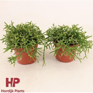Rhipsalis Burchellii hangpot