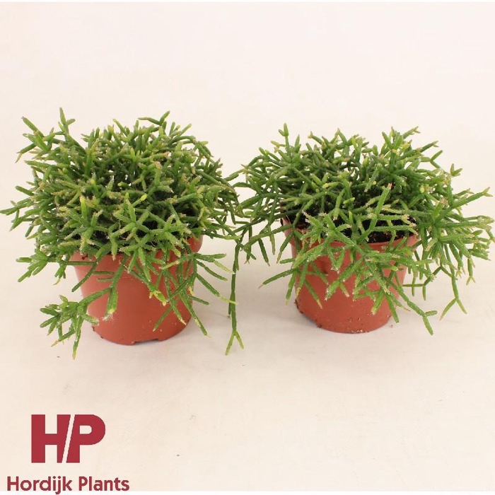 <h4>Rhipsalis Burchellii hangpot</h4>