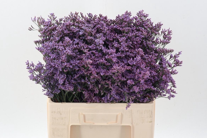 <h4>Lim Piuma Sky</h4>