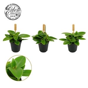 Peperomia Pixie 5,5cm