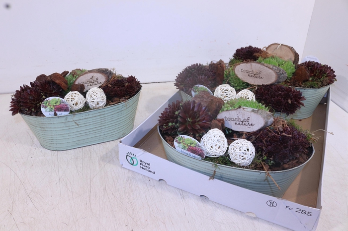 <h4>ARR SEMPERVIVUM</h4>