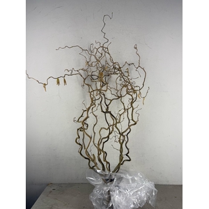 CORYLUS AV CONTORTA 2 JARIG