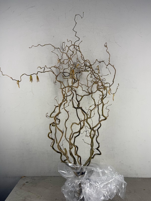 <h4>CORYLUS AV CONTORTA 2 JARIG</h4>