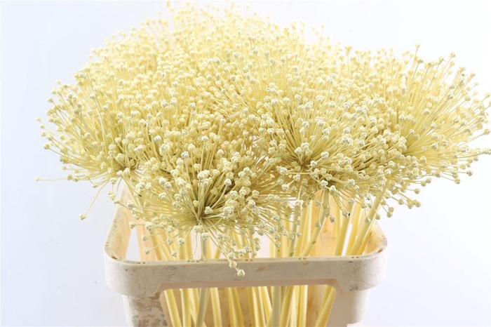 <h4>Allium Kbh Butter Yellow P St</h4>