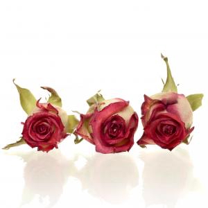 Rose Blush red 3,5-4cm