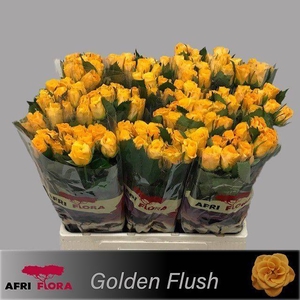 R GR GOLDEN FLUSH