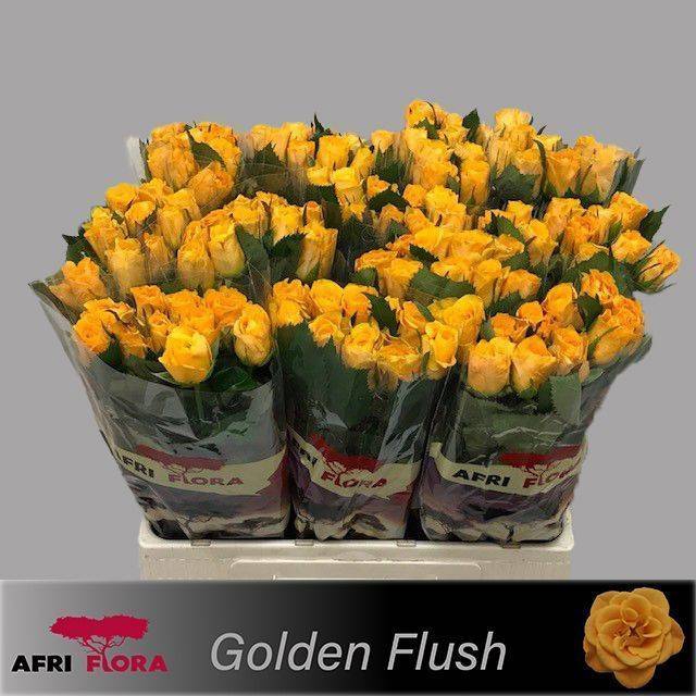 <h4>R GR GOLDEN FLUSH</h4>