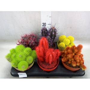 Cactus   ...