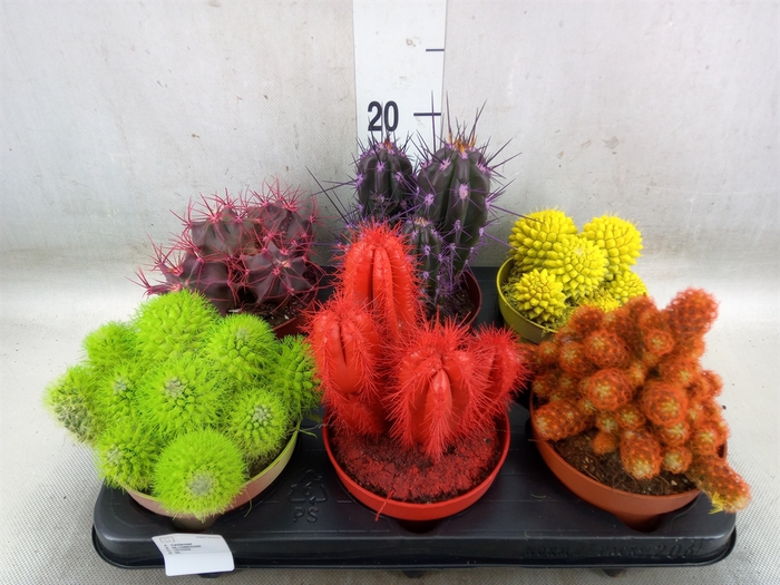 <h4>Cactus   ...</h4>