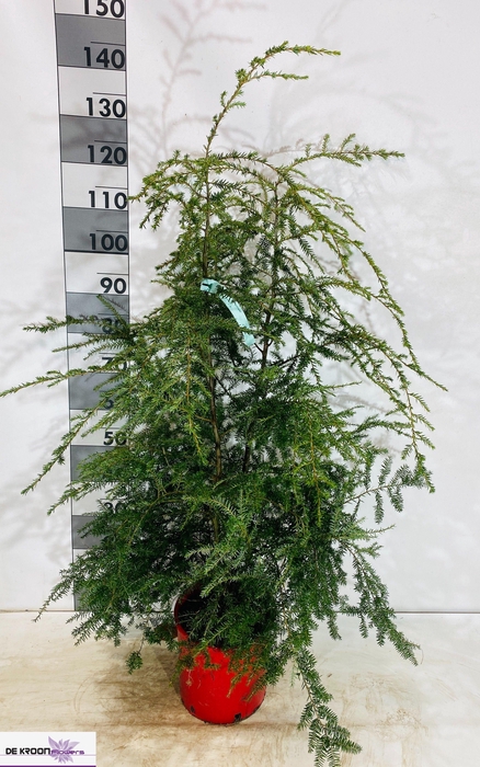 <h4>TSUG CANADENSIS</h4>