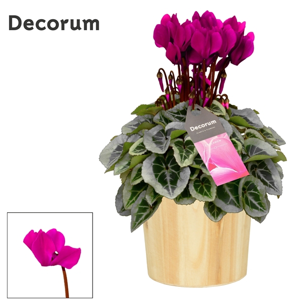 <h4>Cyclamen SS Picasso Paars in Wood</h4>