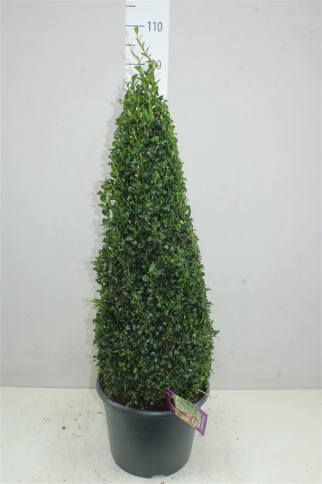 <h4>Buxus Semp Piramide</h4>