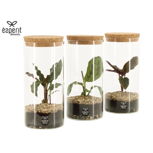 90412: Terrarium arrangement