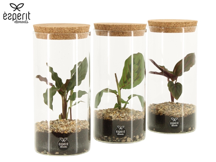 <h4>90412: Terrarium arrangement</h4>
