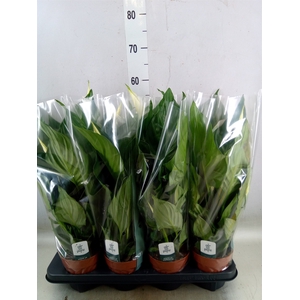 Spathiphyllum  'Sweet Ricardo'