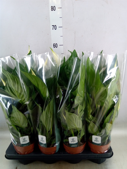 <h4>Spathiphyllum  'Sweet Ricardo'</h4>