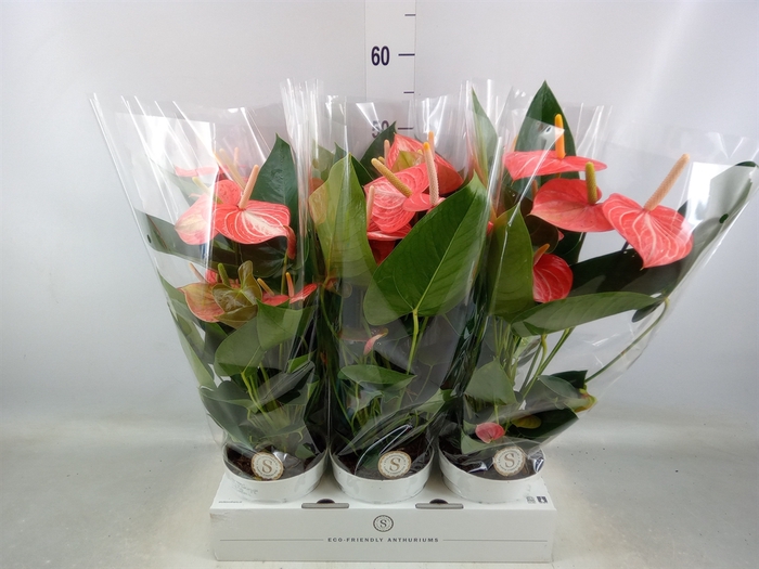 <h4>Anthurium andr. 'Livium Orange'</h4>