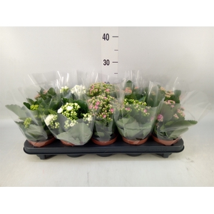 Kalanchoe blos.   ..rosebud mix  5