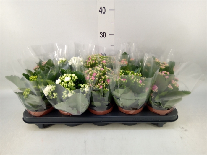 <h4>Kalanchoe blos.   ..rosebud mix  5</h4>