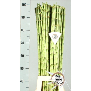 Drac Bamboo Recht 90 Cm