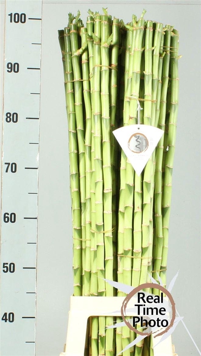 <h4>Drac Bamboo Recht 90 Cm</h4>