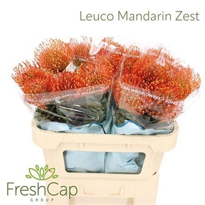 Leuco Mandarin Zest
