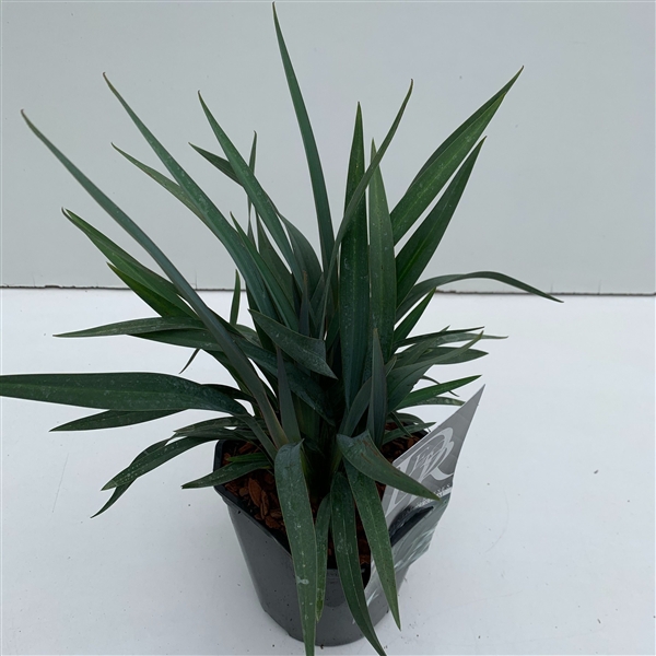 <h4>Dianella 'Blue Stream'</h4>