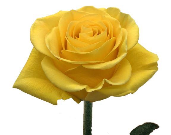 <h4>R GR BRIGHTON</h4>