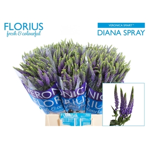 Veron Smart Diana
