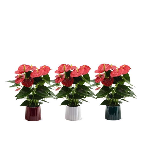 <h4>Anthurium Esudo in Sophia ceramics</h4>