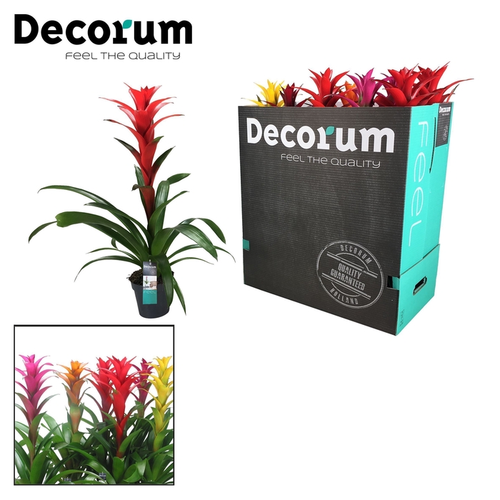 <h4>Guzmania Maxima mix XXL (Decorum)</h4>