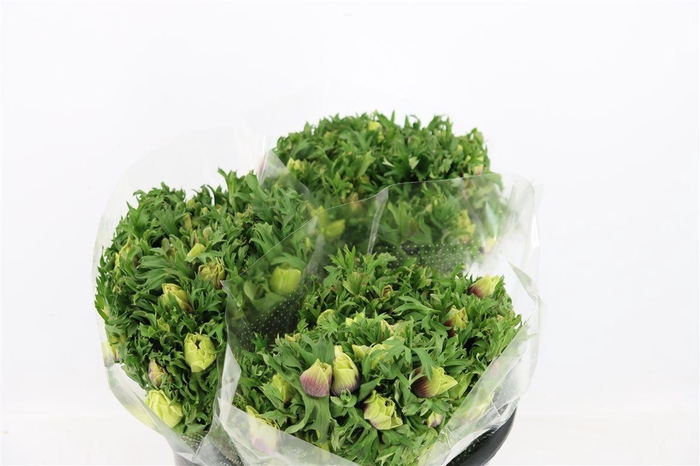 <h4>Anem Rainbow Happy</h4>