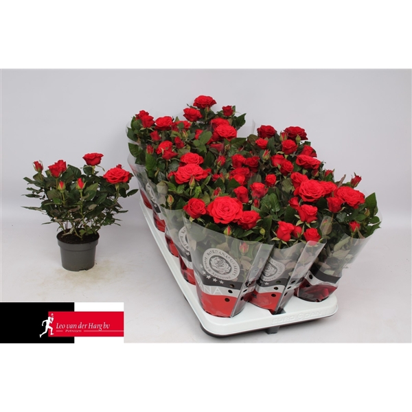 <h4>Rosa Kordana Grande Red Mercedes</h4>