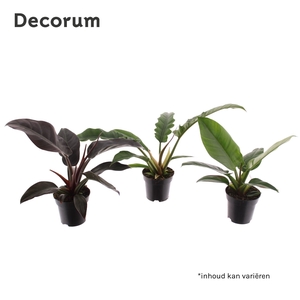 Philodendron mix (Decorum) Feel Green