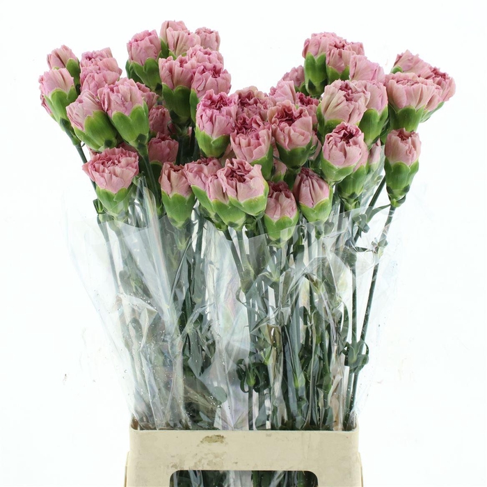 <h4>Di St Col Lege Pink</h4>
