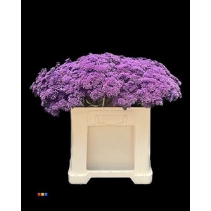 Sedum Purple