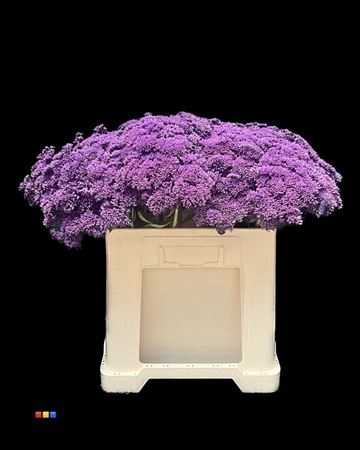 Sedum Purple