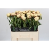 Paeonia Dr F.G. Brethour
