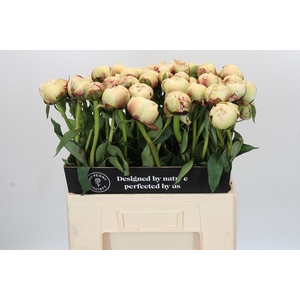 Paeonia Dr F.G. Brethour
