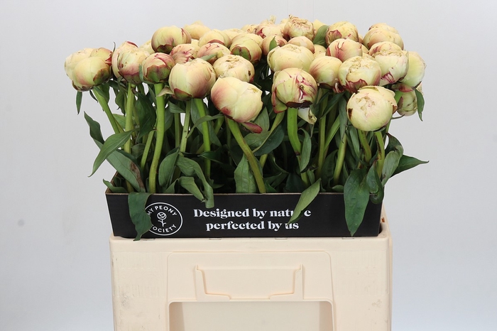 Paeonia Dr F.G. Brethour