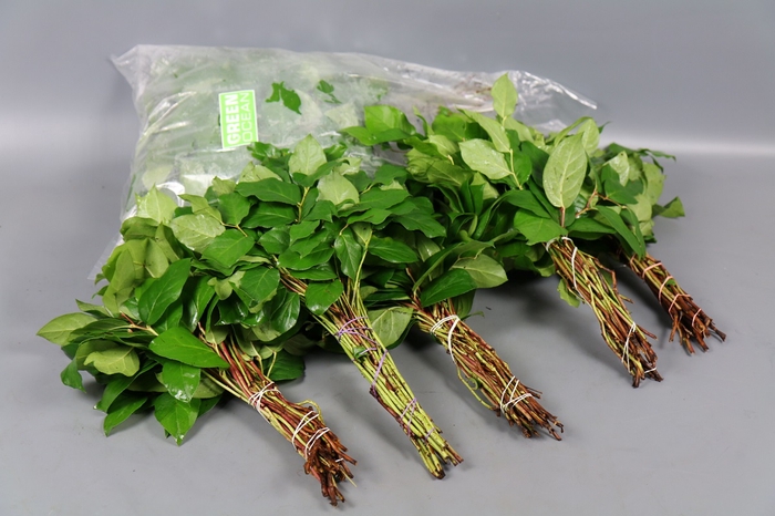 <h4>Salal  Tips (5 Bunch per Bag).</h4>