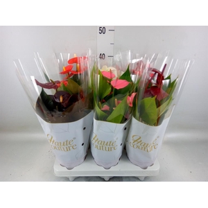 Anthurium andr.   ...mix  3