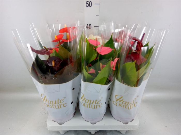 <h4>Anthurium andr.   ...mix  3</h4>